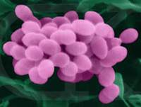 gonococcus, из собрания Dennis Kunkel, Ph.D. http://www.pbrc.hawaii.edu/kunkel